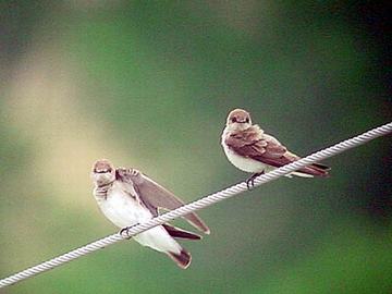 Northern Roughwinged Swallows